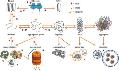 Frontiers | Regulation Of Age-Related Protein Toxicity